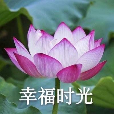 Leyu乐鱼体育网址